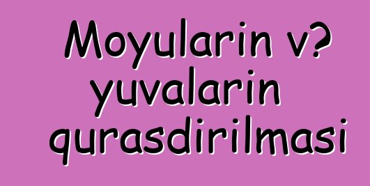 Moyuların və yuvaların quraşdırılması