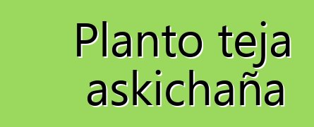 Planto teja askichaña