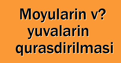 Moyuların və yuvaların quraşdırılması