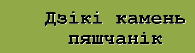 Дзікі камень пяшчанік