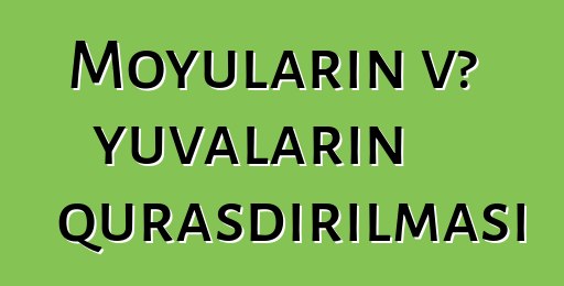 Moyuların və yuvaların quraşdırılması